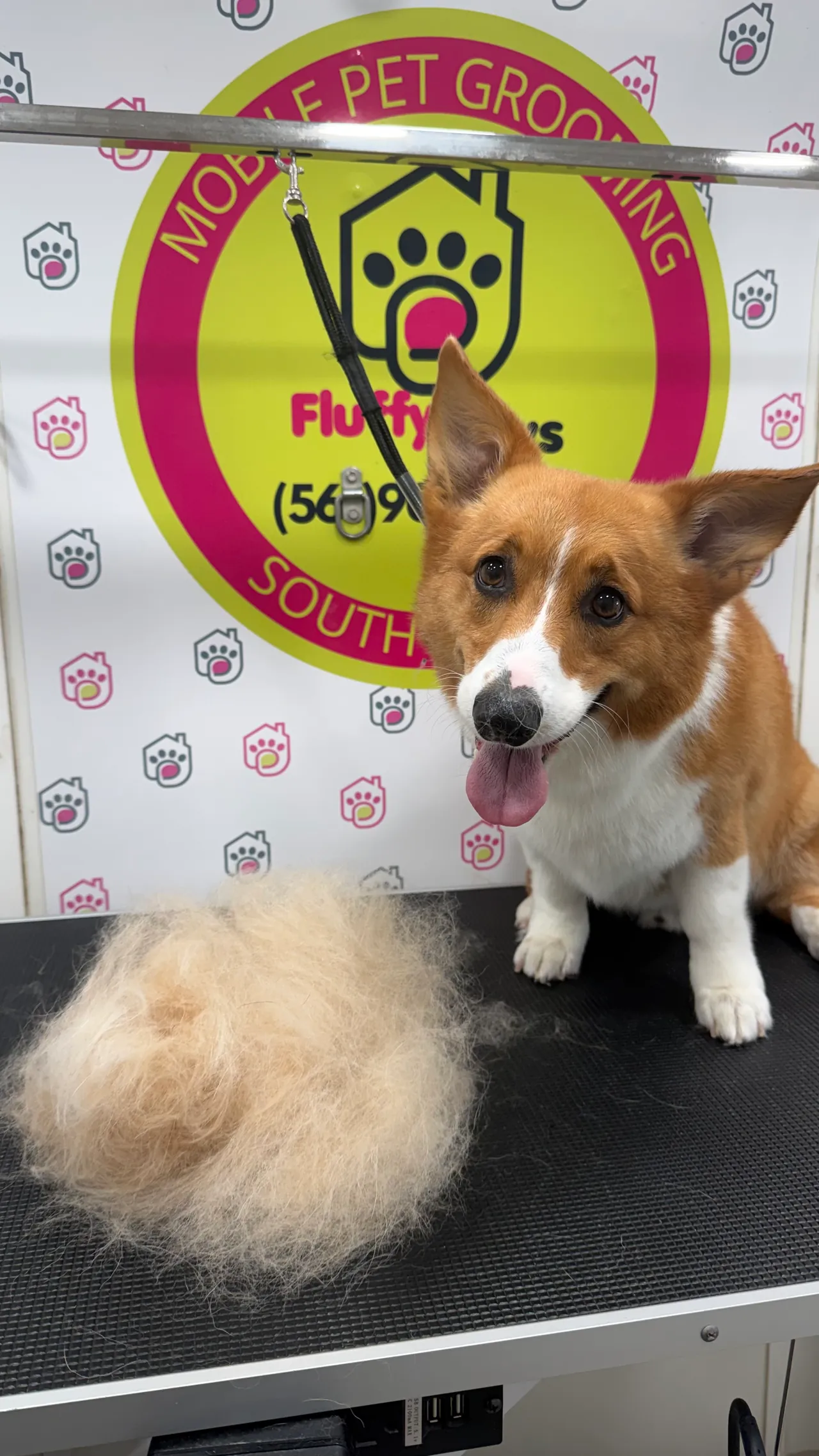 Corgi next to the pile of undercoat removed during de-shedding