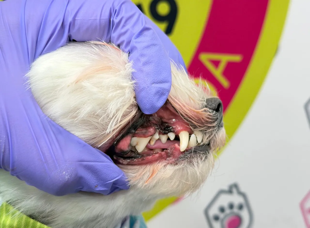 Groomer checking a white dog's teeth with gloved hands