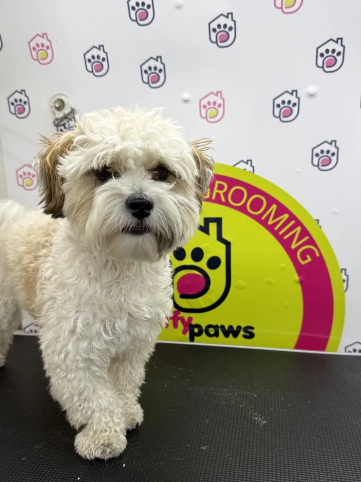 Shaggy cream puppy before grooming