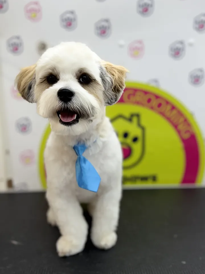 Cream puppy with a blue tie after grooming