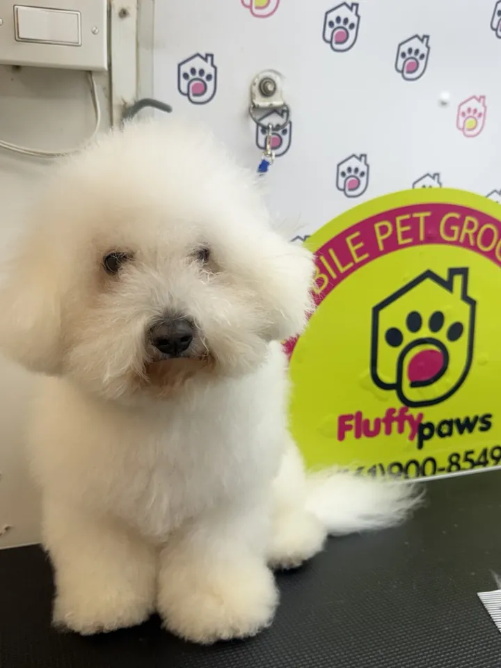 Fluffy white bichon before grooming