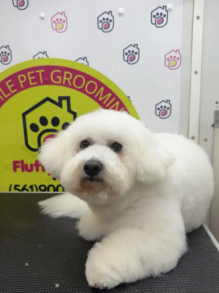 White bichon with a rounded, fluffy finish after grooming