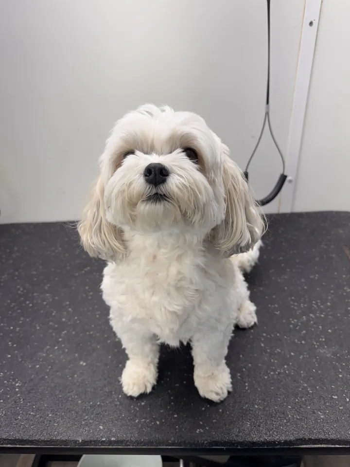 White Maltese mix before its haircut