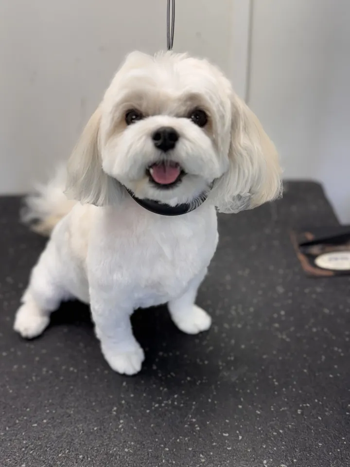 White Maltese mix with a fresh face and body trim