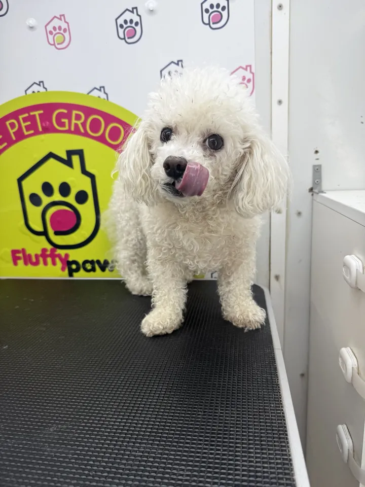 White toy poodle with a long coat before grooming