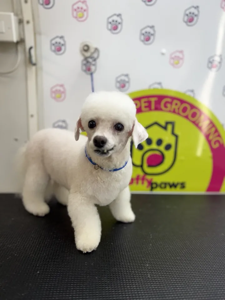 White toy poodle with a short, tidy trim after grooming