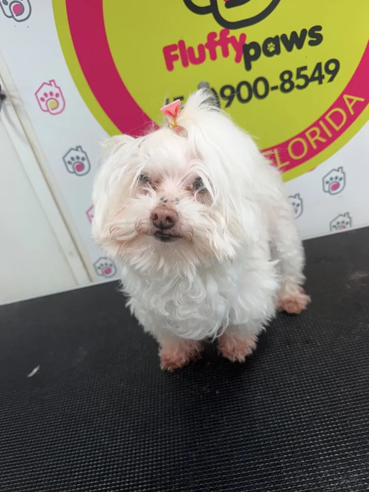 White Maltese with a long, untidy coat before grooming
