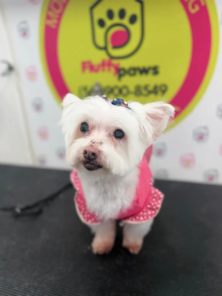 White Maltese in a pink outfit after grooming