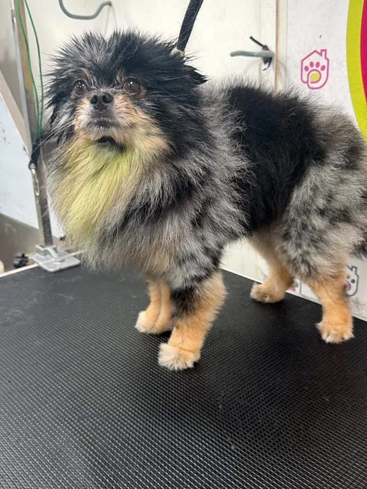 Merle Pomeranian with a full coat before grooming