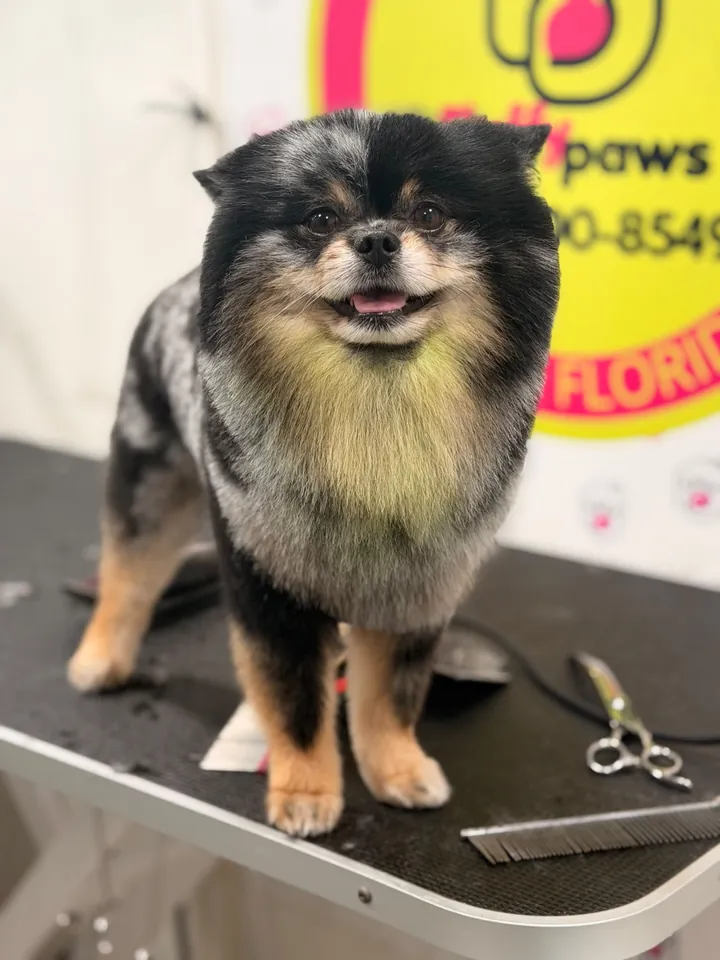 Merle Pomeranian with a neat, rounded trim after grooming