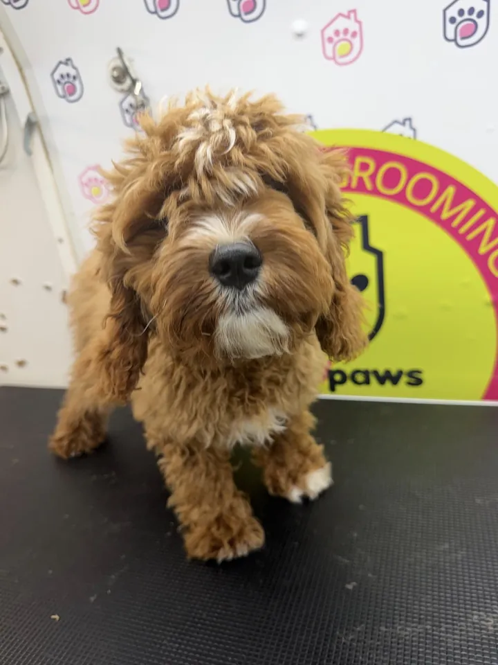 Shaggy brown doodle puppy before its haircut