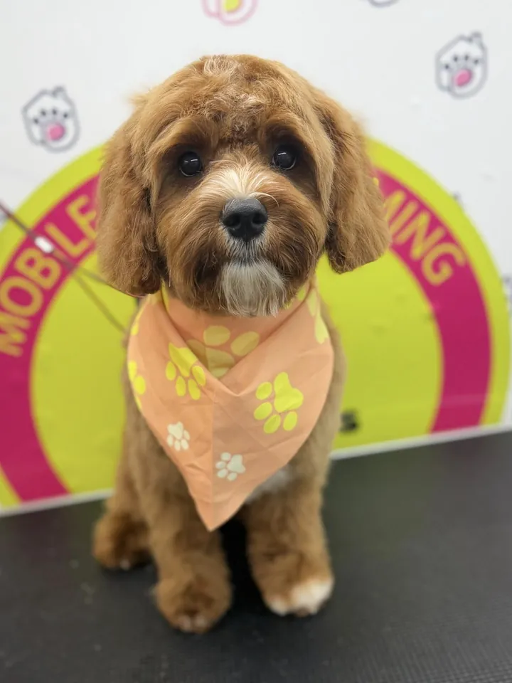 Brown doodle puppy with a peach bandana after grooming