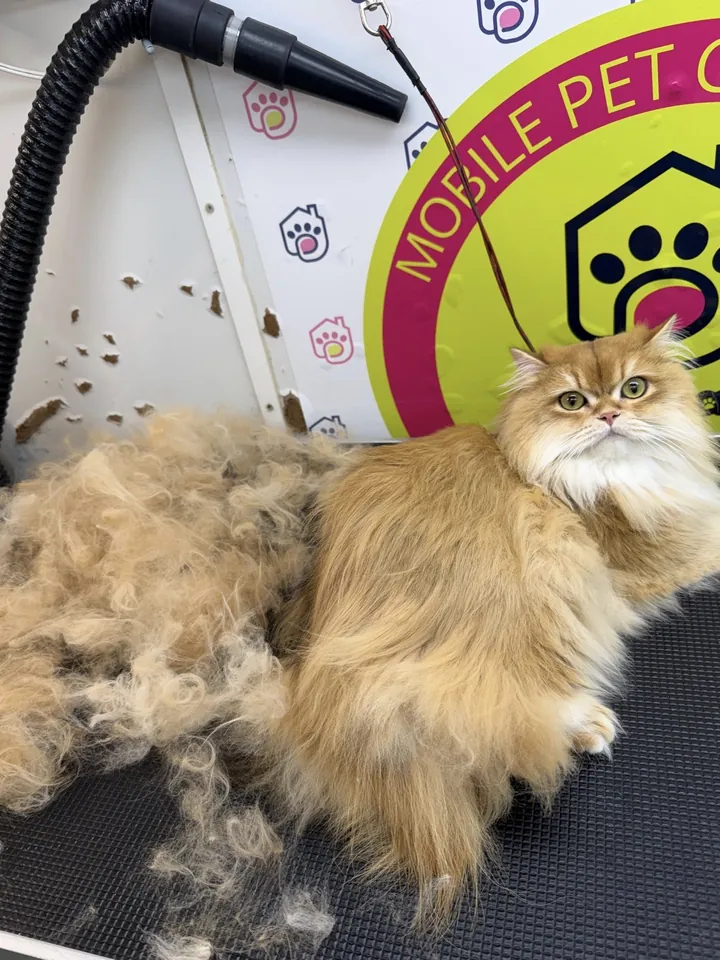 Persian cat next to the loose fur removed during de-shedding