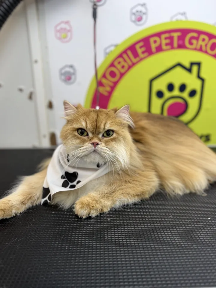 Groomed Persian cat with a paw print bandana