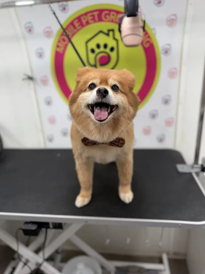 Smiling Pomeranian after grooming