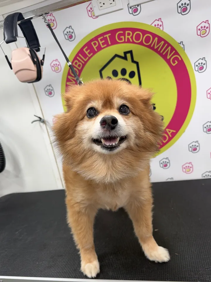 Happy Pomeranian with a fresh trim