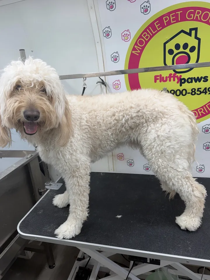 Cream goldendoodle with a full curly coat before grooming