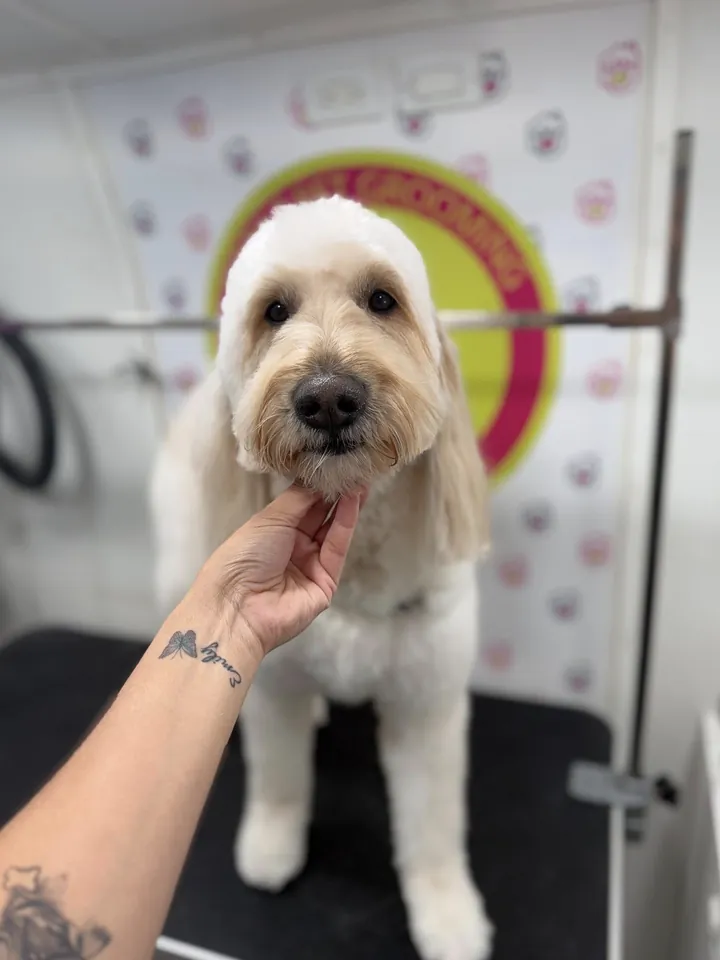Cream goldendoodle with a fresh face trim after grooming