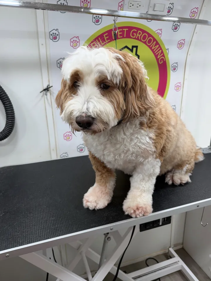 Sable and white doodle with a long coat before grooming