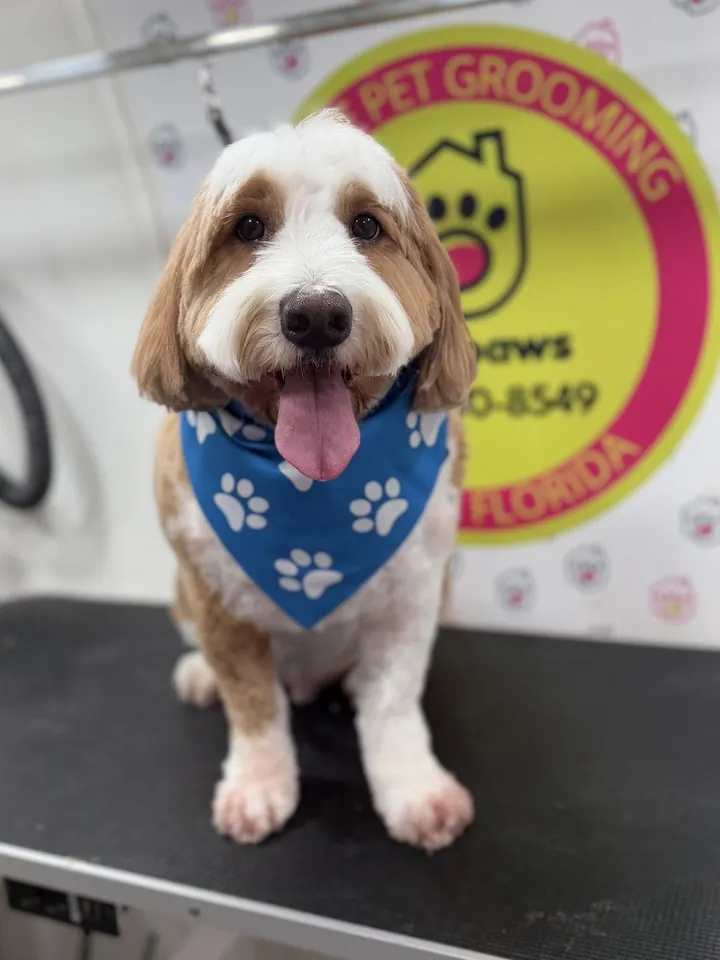 Sable and white doodle with a blue paw print bandana after grooming