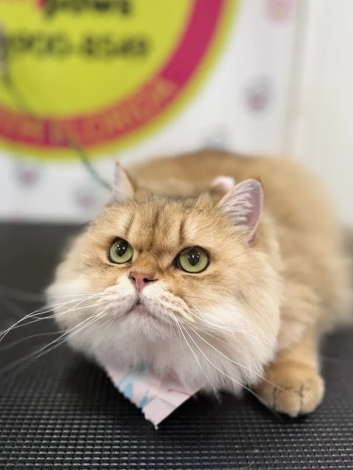 Groomed Persian cat with a pink bandana