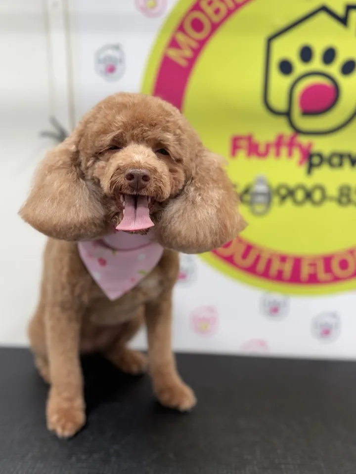 Red toy poodle with a lilac bandana