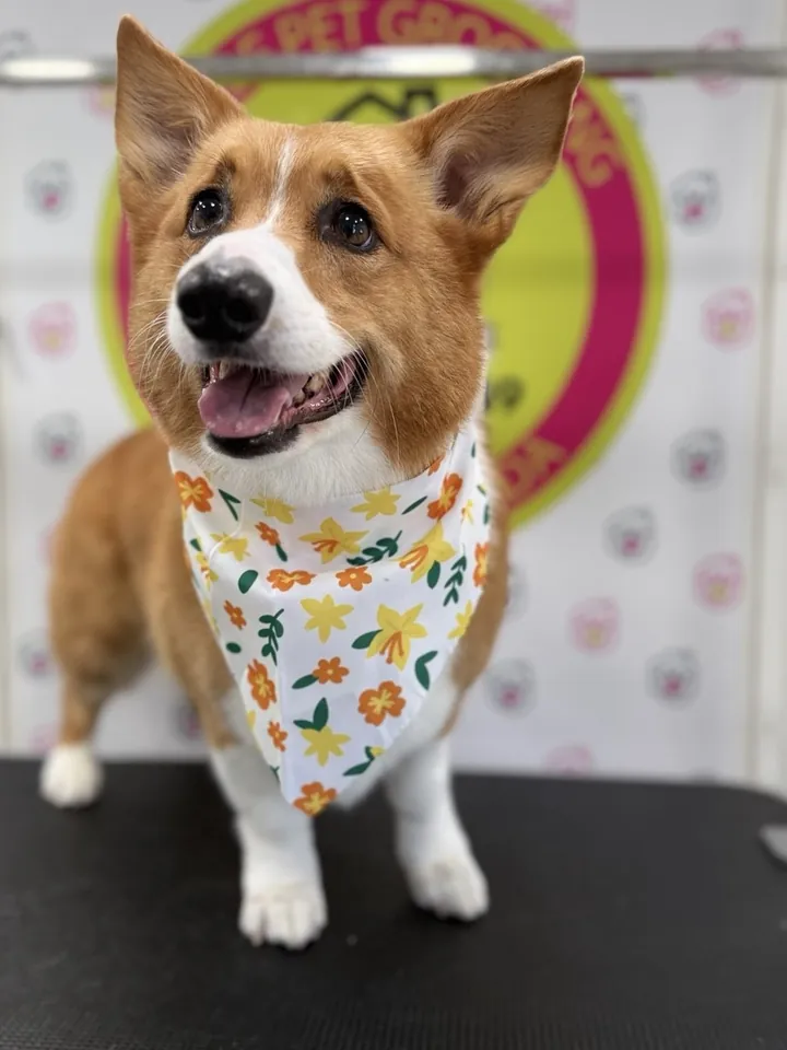 Corgi with a floral bandana after grooming