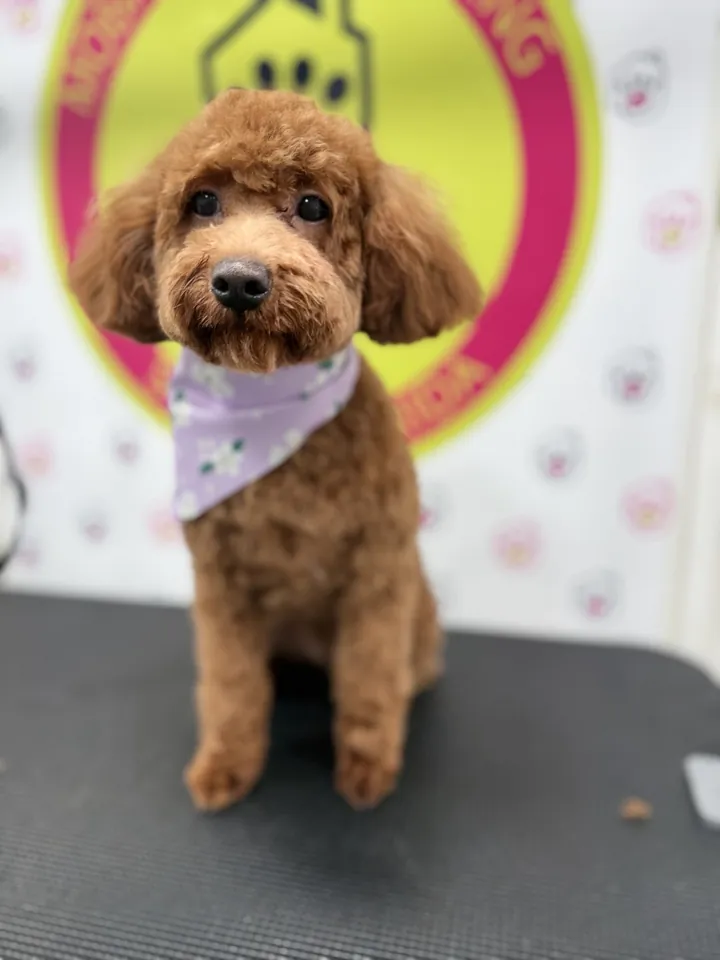 Red toy poodle with a lavender bandana