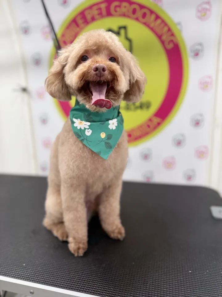 Apricot poodle with a green daisy bandana