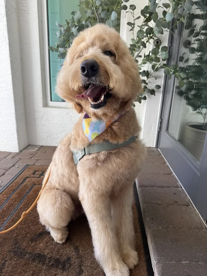 Apricot goldendoodle sitting at home after grooming