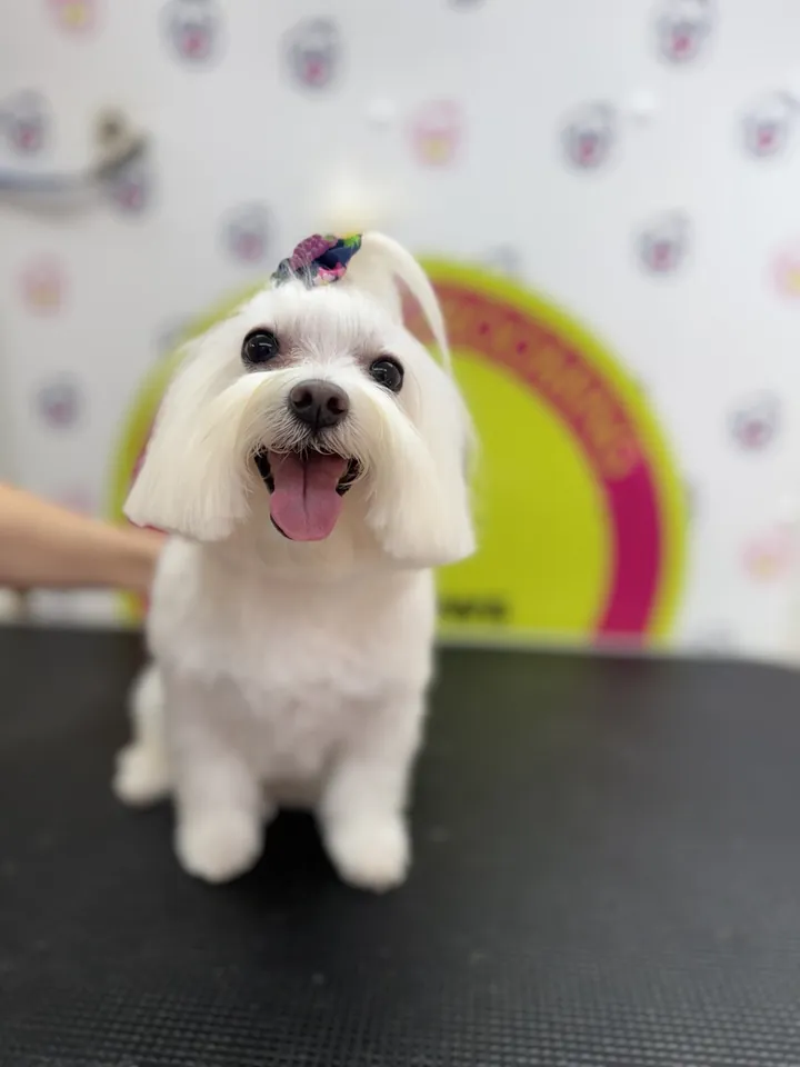 White Maltese with a topknot after grooming