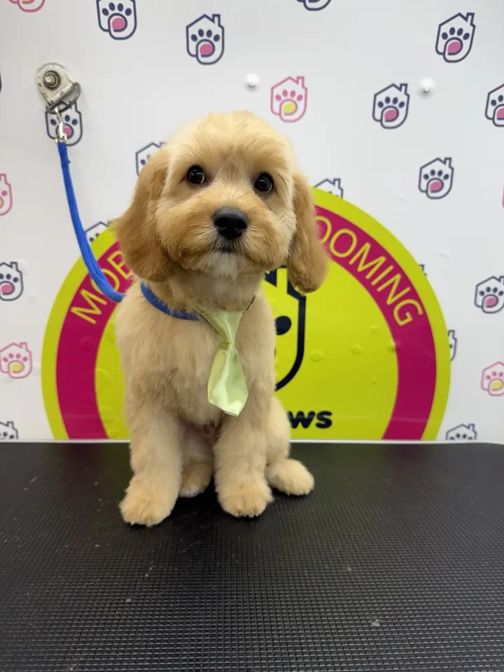 Apricot puppy with a green tie after grooming