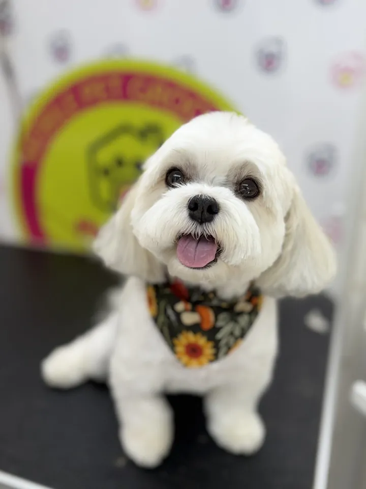 White Maltese with a sunflower bandana