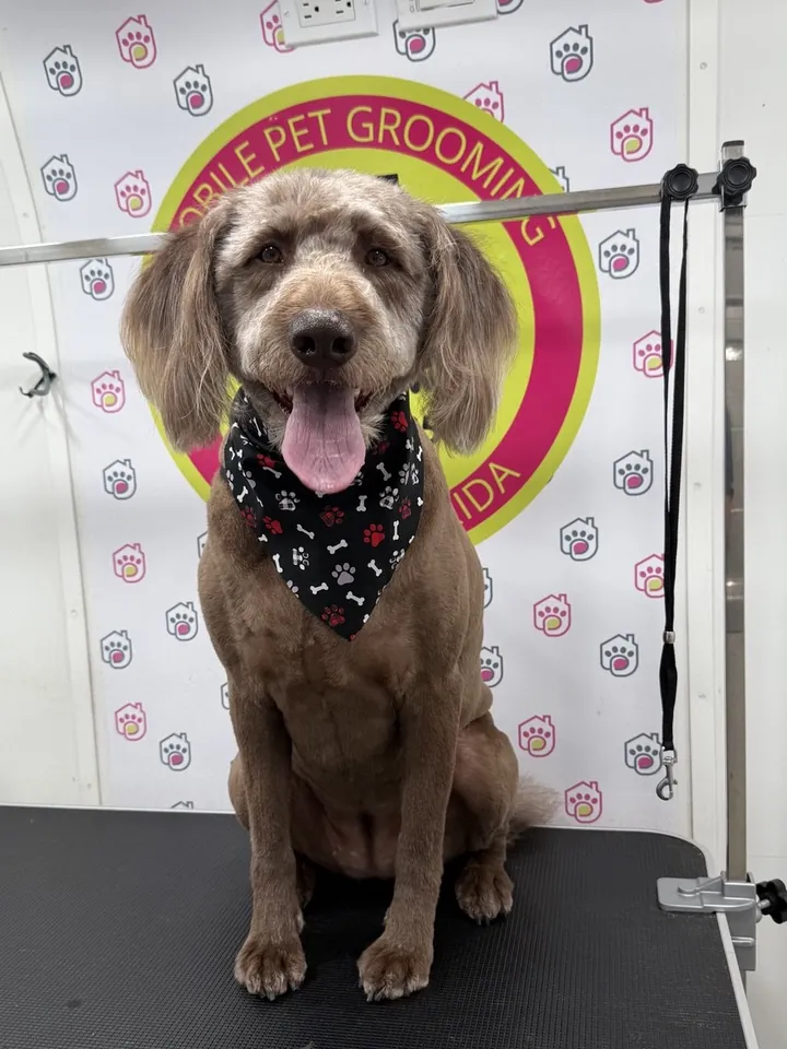 Brown doodle with a black bone print bandana