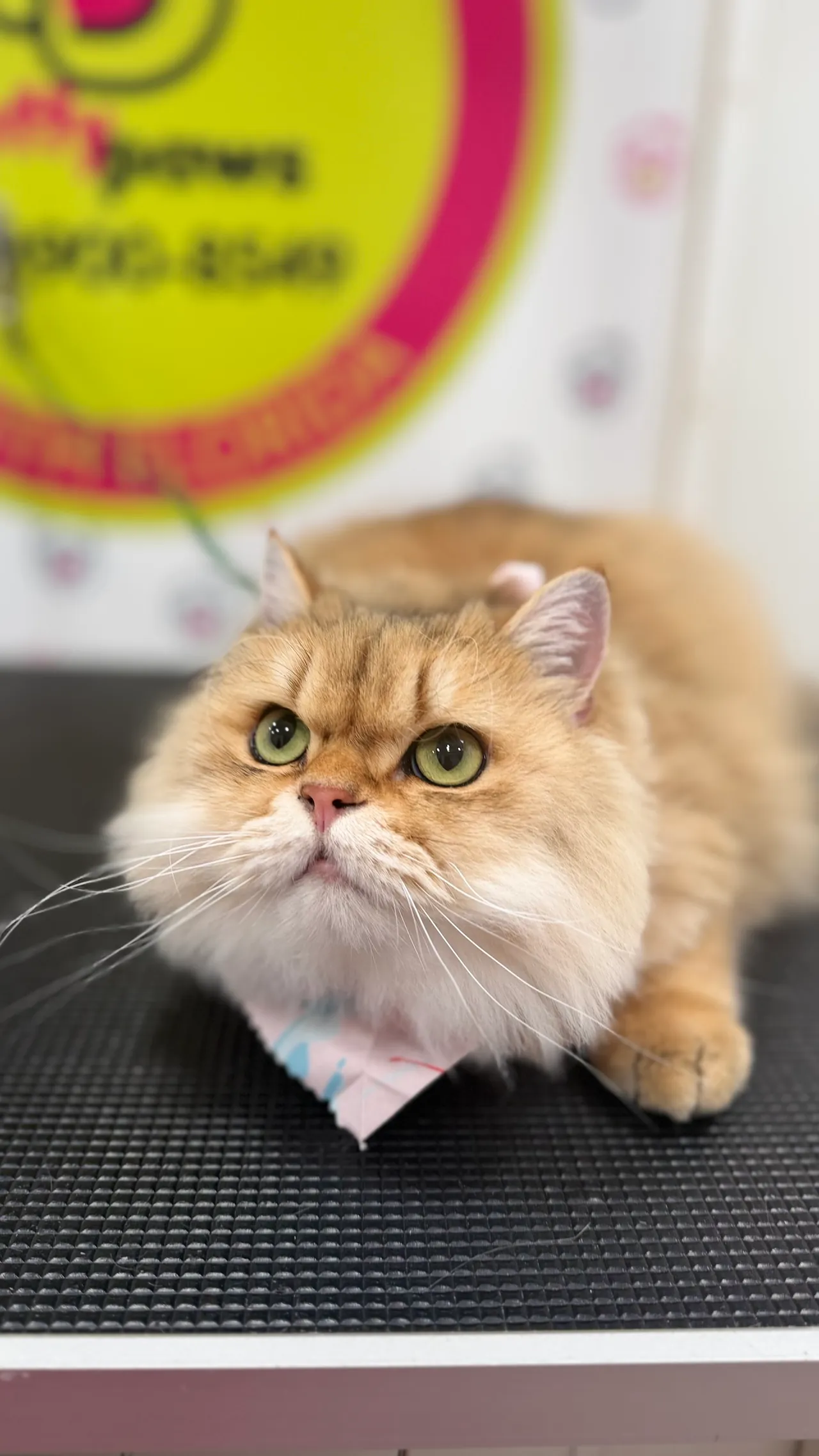 Fluffy Persian cat resting on the grooming table