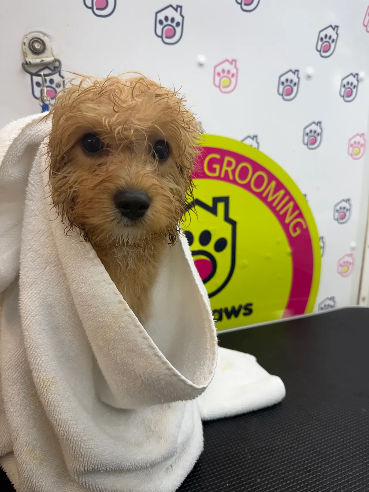 Wet puppy wrapped in a towel after its bath