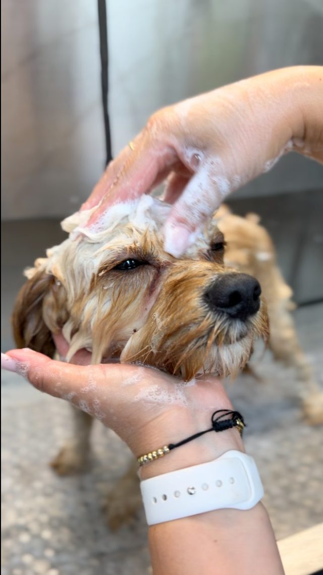 Shaggy cream terrier mix standing on the grooming table