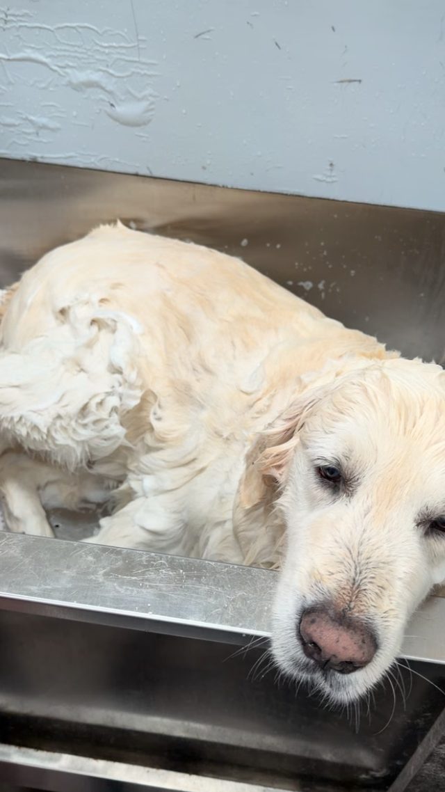 Shaggy cream goldendoodle on the grooming table before the trim
