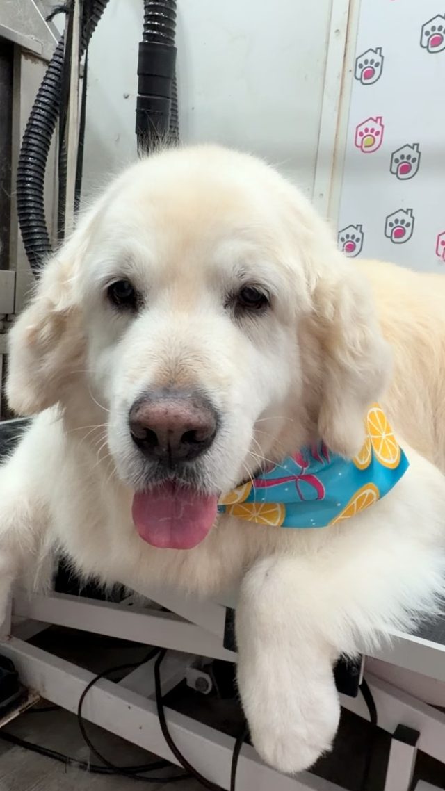 Cream goldendoodle after the trim, with the groomer holding its chin