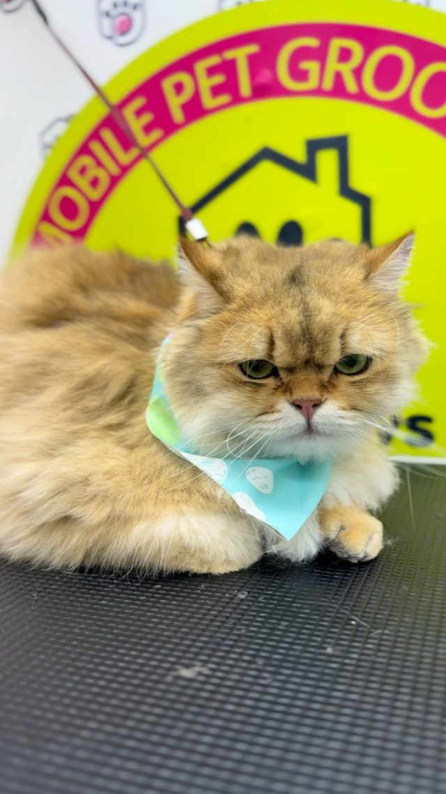 Persian cat with a bandana on the grooming table