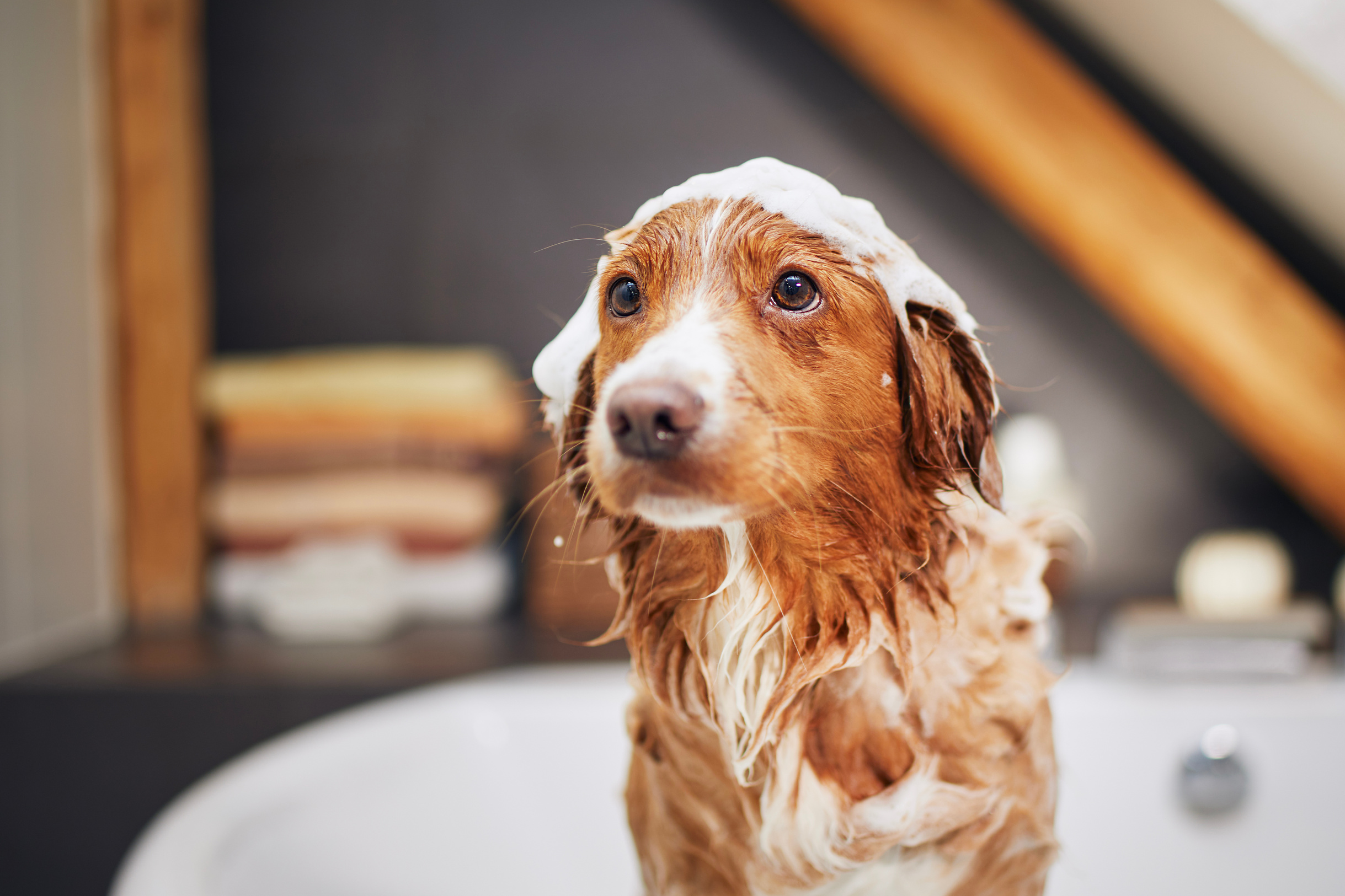 Dog taking bath at home