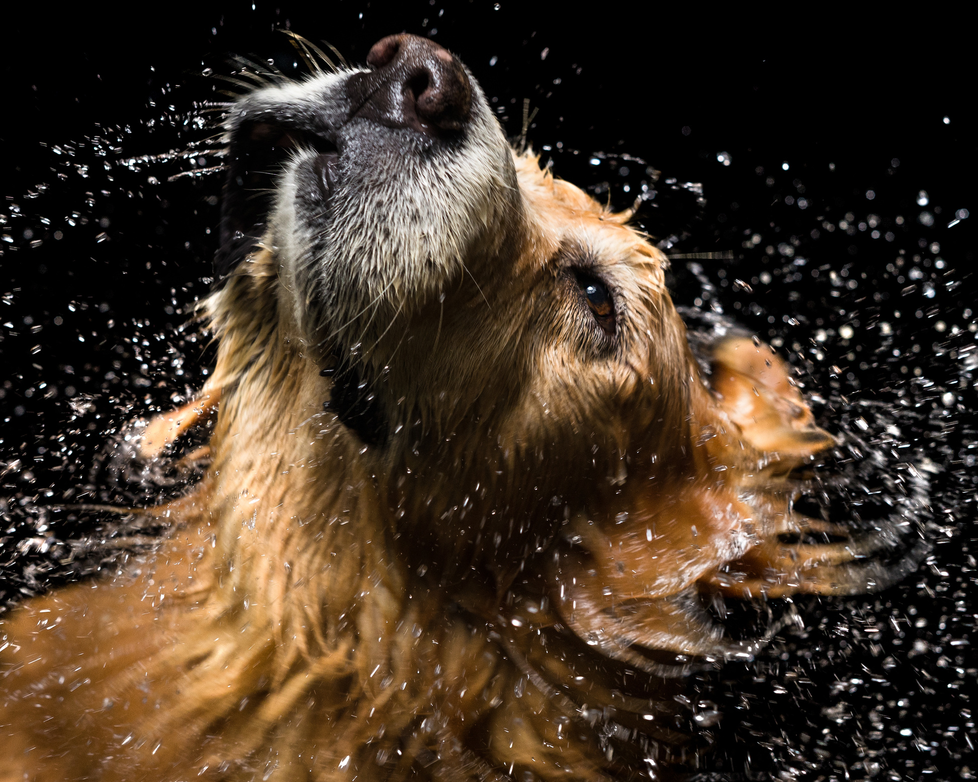Bath dog Golden Retriever